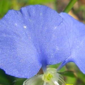 Photographie n°721493 du taxon Commelina communis L. [1753]