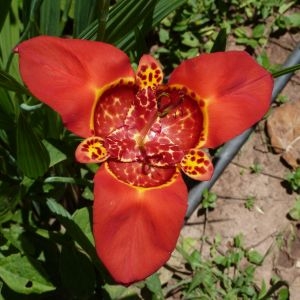 Tigridia pavonia (L.f.) DC. (Iris)