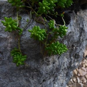 Photographie n°721533 du taxon Sedum album L. [1753]