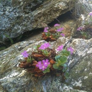 Photographie n°721548 du taxon Primula hirsuta All. [1773]