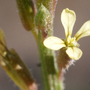 Carrichtera annua (L.) DC. (Carrichtère)