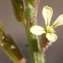  Liliane Roubaudi - Carrichtera annua (L.) DC. [1821]