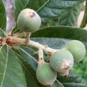 Photographie n°721569 du taxon Eriobotrya japonica (Thunb.) Lindl. [1821]