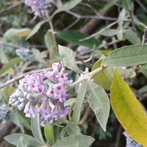 Photographie n°721589 du taxon Buddleja davidii Franch. [1887]