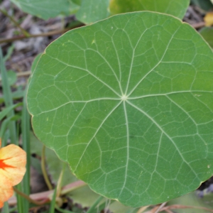 Photographie n°721593 du taxon Tropaeolum majus L. [1753]