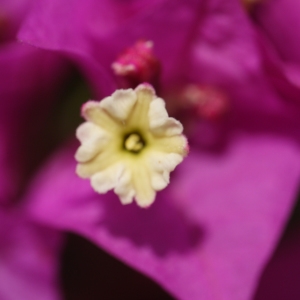 Bougainvillea spectabilis Willd. (Bougainvillée admirable)