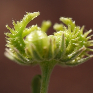 Photographie n°721620 du taxon Calendula arvensis L. [1763]