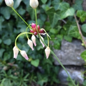 Photographie n°721658 du taxon Allium roseum L. [1753]