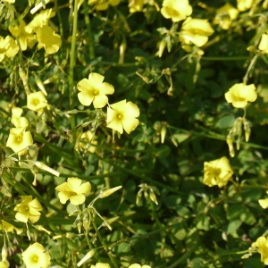 Photographie n°721673 du taxon Oxalis pes-caprae L. [1753]