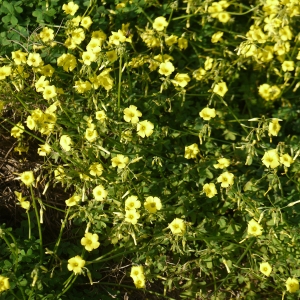 Photographie n°721674 du taxon Oxalis pes-caprae L. [1753]