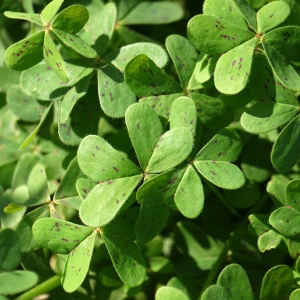 Photographie n°721676 du taxon Oxalis pes-caprae L. [1753]