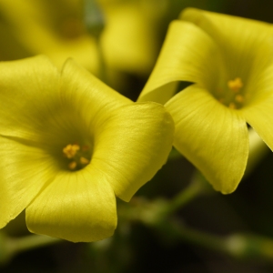 Photographie n°721678 du taxon Oxalis pes-caprae L. [1753]