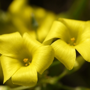 Photographie n°721679 du taxon Oxalis pes-caprae L. [1753]