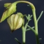  Liliane Roubaudi - Fumana ericoides (Cav.) Gand. [1883]