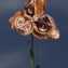  Liliane Roubaudi - Fumana ericoides (Cav.) Gand. [1883]