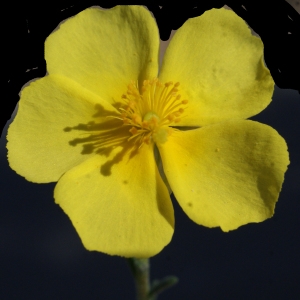 Fumana ericoides (Cav.) Gand. subsp. ericoides (Fumana fausse bruyère)