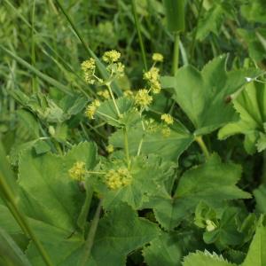 Photographie n°721761 du taxon Alchemilla mollis (Buser) Rothm. [1934]