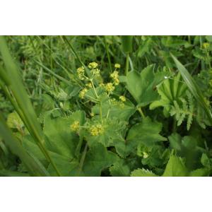 Alchemilla mollis (Buser) Rothm.