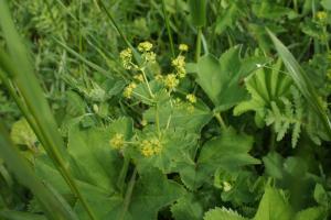 Julie CHAUVIGNÉ, le  7 juillet 2015 (Boussois (Espace Chico Mendès))