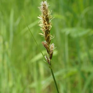 Photographie n°721763 du taxon Carex disticha Huds. [1762]