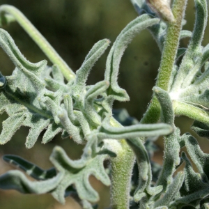 Photographie n°721784 du taxon Matthiola tricuspidata (L.) R.Br. [1812]