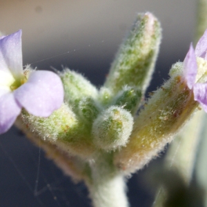 Photographie n°721789 du taxon Matthiola tricuspidata (L.) R.Br. [1812]