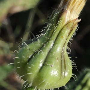 Photographie n°721815 du taxon Urospermum picroides (L.) Scop. ex F.W.Schmidt [1795]