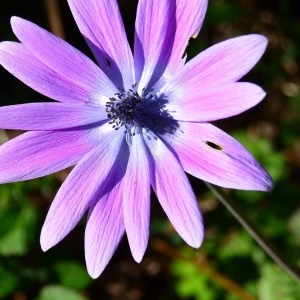 Photographie n°721838 du taxon Anemone hortensis subsp. hortensis 