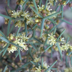 Asparagus horridus L.