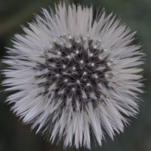 Photographie n°722040 du taxon Urospermum picroides (L.) Scop. ex F.W.Schmidt [1795]