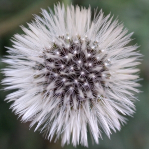 Photographie n°722041 du taxon Urospermum picroides (L.) Scop. ex F.W.Schmidt [1795]