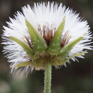 Photographie n°722044 du taxon Urospermum picroides (L.) Scop. ex F.W.Schmidt [1795]