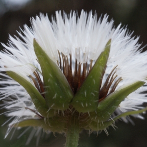 Photographie n°722046 du taxon Urospermum picroides (L.) Scop. ex F.W.Schmidt [1795]