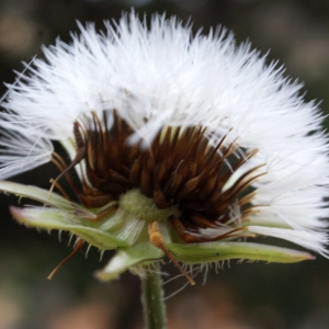 Photographie n°722050 du taxon Urospermum picroides (L.) Scop. ex F.W.Schmidt [1795]