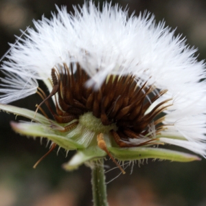 Photographie n°722051 du taxon Urospermum picroides (L.) Scop. ex F.W.Schmidt [1795]