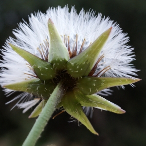 Photographie n°722052 du taxon Urospermum picroides (L.) Scop. ex F.W.Schmidt [1795]