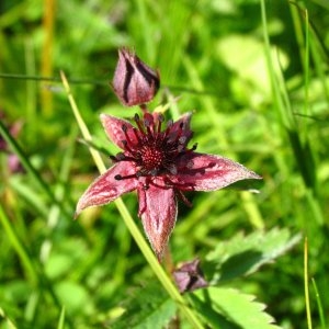 Photographie n°722057 du taxon Comarum palustre L. [1753]