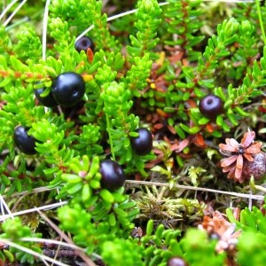 Photographie n°722060 du taxon Empetrum nigrum L. [1753]