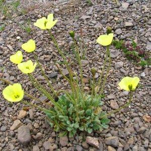 Photographie n°722074 du taxon Papaver L. [1753]