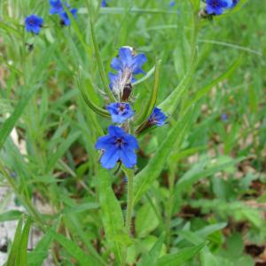 Photographie n°722140 du taxon Buglossoides purpurocaerulea (L.) I.M.Johnst. [1954]