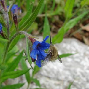 Photographie n°722141 du taxon Buglossoides purpurocaerulea (L.) I.M.Johnst. [1954]