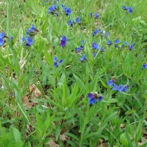 Photographie n°722142 du taxon Buglossoides purpurocaerulea (L.) I.M.Johnst. [1954]