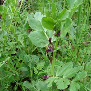  - Vicia narbonensis L.