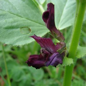 Photographie n°722150 du taxon Vicia narbonensis L.