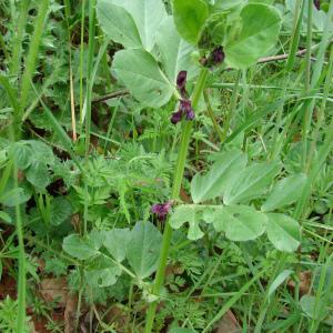 Photographie n°722151 du taxon Vicia narbonensis L.