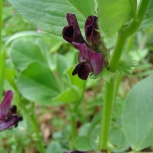 Photographie n°722152 du taxon Vicia narbonensis L.