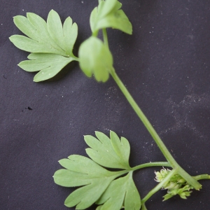 Photographie n°722193 du taxon Fumaria capreolata L. [1753]