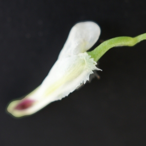 Photographie n°722201 du taxon Fumaria capreolata L. [1753]