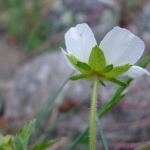  - Potentilla rupestris L. [1753]