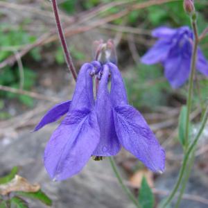 Photographie n°722225 du taxon Aquilegia vulgaris L. [1753]